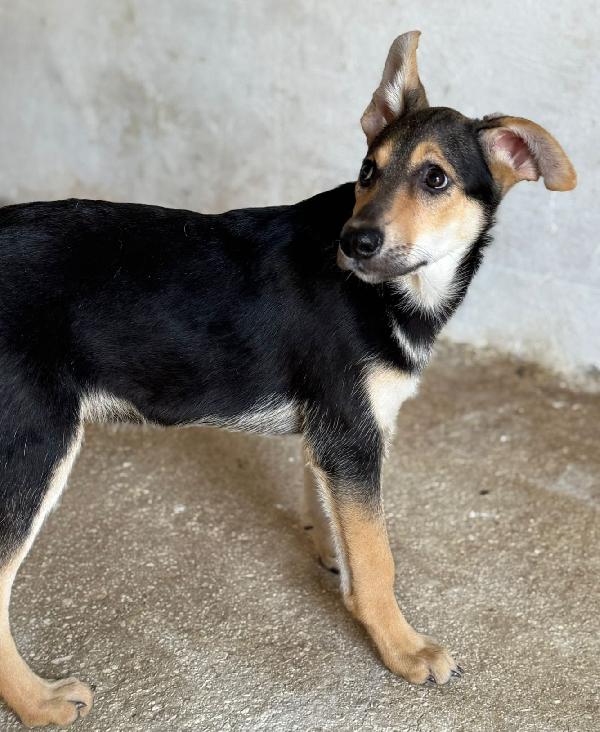 Alex, Paolo & Trilly in cerca di adozione Foto 7